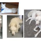 Picture of dog lost at Bogota D C