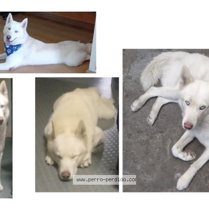 Photo 1/1 RAGNAR Chien lost in Bogota d c