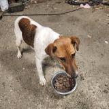 Picture of dog lost at Rive En Loir En Anjou