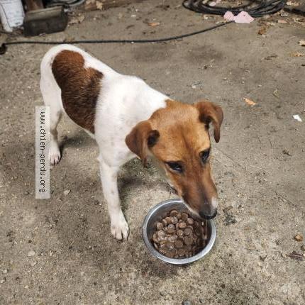 Photo 1/1 ALTO Chien lost in Rive en loir en anjou