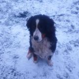 Picture of dog lost at Rom