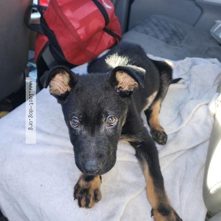 Photo 1/1 Found dog Found in Sacramento