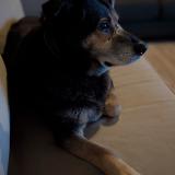 Picture of dog lost at Cadillac Sur Garonne