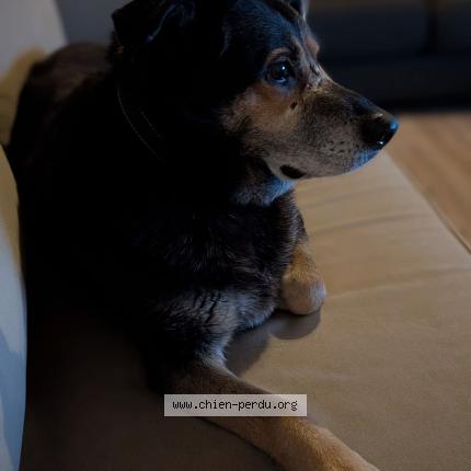 Photo 1/1 Lucky Chien lost in Cadillac sur garonne