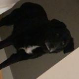 Picture of dog lost at Saint Pere En Retz