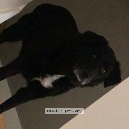 Photo 1/1 Mya Chien lost in Saint pere en retz