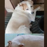 Picture of dog lost at Lambare