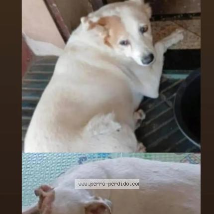 Photo 1/1 Chukito Chien lost in Lambare