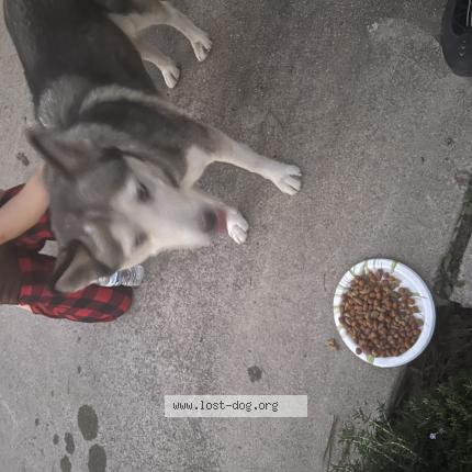 Photo 1/1 Found dog Found in San Diego