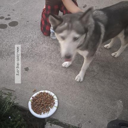 Photo 1/1 Found dog Found in San Diego
