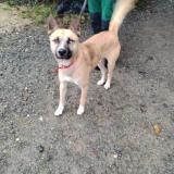 Picture of dog found at La Jarrie