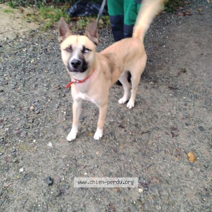 Photo 1/2 Dog reunited Found in La jarrie