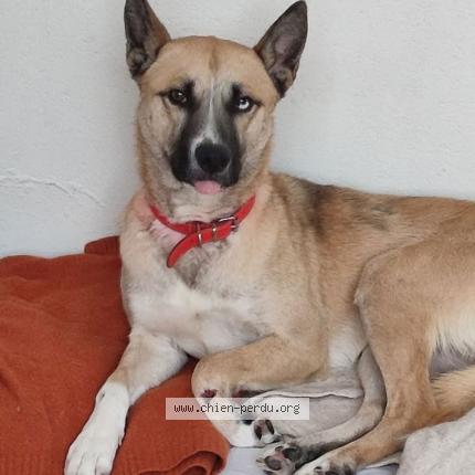 Photo 2/2 Dog reunited Found in La jarrie