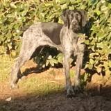 Picture of dog lost at Tilleul Othon