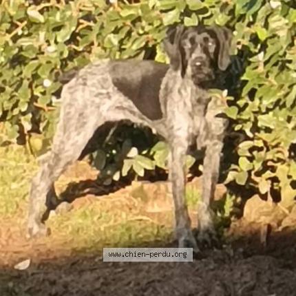 Photo 1/1 Vana Chien lost in Tilleul othon