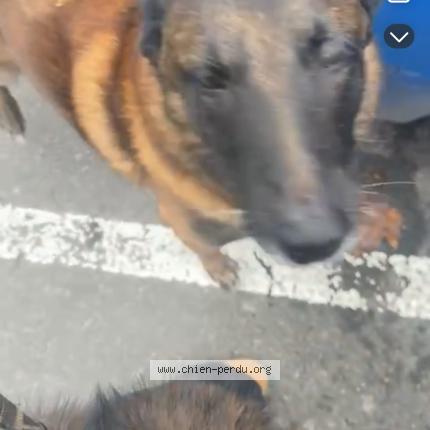 Photo 1/1 Found dog Found in Vitry sur seine