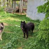 Picture of dog lost at Rompon