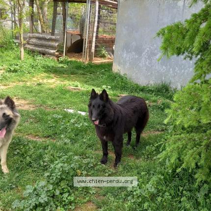 Photo 1/1 DIVINE Chien lost in Rompon