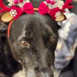 Picture of dog lost at Saint Pere En Retz