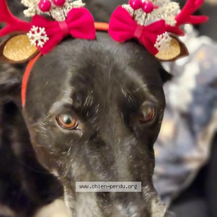 Photo 1/1 Mya Chien lost in Saint pere en retz