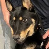 Picture of dog lost at Saint Emilion