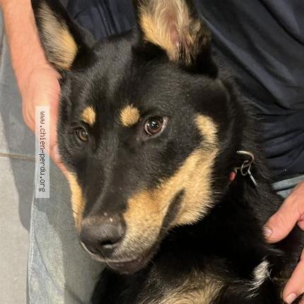 Photo 1/1 Arsouille Chien lost in Saint emilion