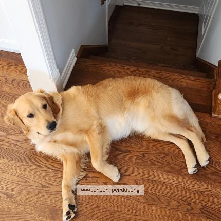 Photo 1/1 brunn Chien lost in Montreal