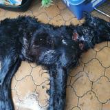 Picture of dog found at Pinsaguel