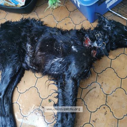 Photo 1/1 Found dog Found in Pinsaguel