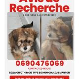 Picture of dog lost at Le Moule