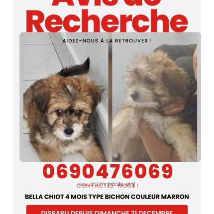 Photo 1/1 Bella Chien lost in Le moule