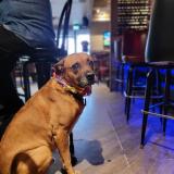 Picture of dog lost at Pincourt