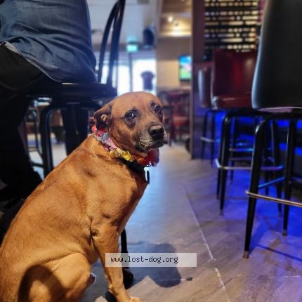 Photo 1/1 Benji Chien lost in Pincourt