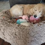 Picture of dog lost at Henderson