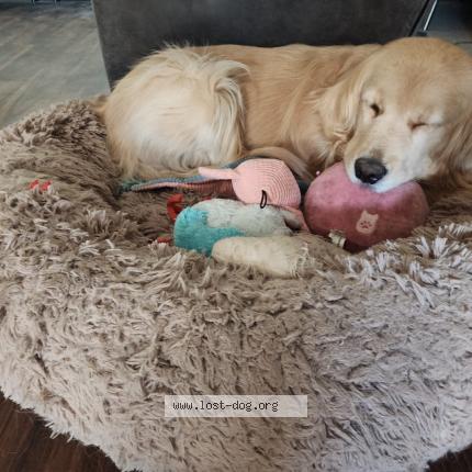 Photo 1/1 Annika Chien lost in Henderson