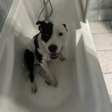 Picture of dog lost at Vers Gievre Un Peut Vers La Fore