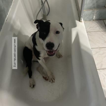 Photo 1/1 Nova Chien lost in Vers gievre un peut vers la fore