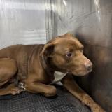 Picture of dog lost at Austin