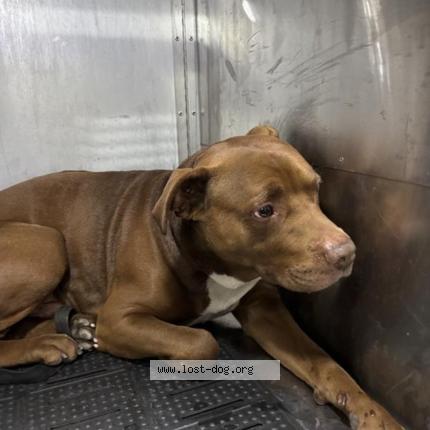 Photo 1/1 Cofi Chien lost in Austin