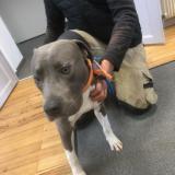 Picture of dog found at Villegouge