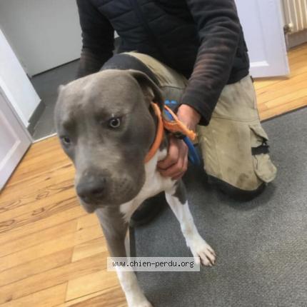 Photo 1/1 Found dog Found in Villegouge