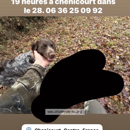 Photo 1/1 Artis Chien lost in Villiers le morhier