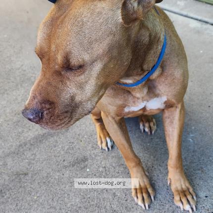 Photo 1/1 Reunited dog Found in Phienix