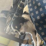 Picture of dog lost at San Bernardo