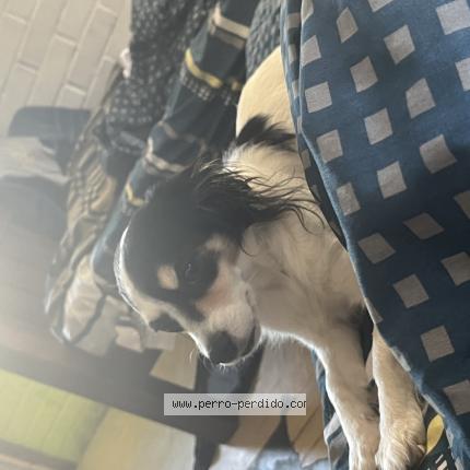 Photo 1/1 Manchitas Chien lost in San bernardo