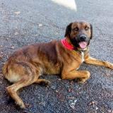 Picture of dog lost at St Jory De Chalais