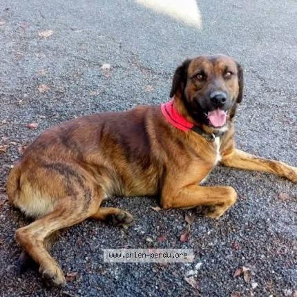 Photo 1/1 Ribellu Chien lost in St jory de chalais