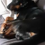 Picture of dog lost at Mercury