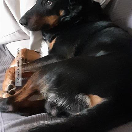 Photo 1/1 Ruby Chien lost in Mercury