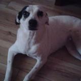 Picture of dog lost at Casa Grande